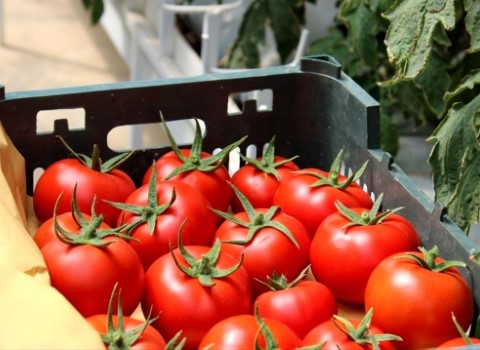 تصویر 1 از خرید گوجه فرنگی صادراتی + قیمت فروش استثنایی